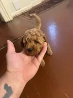 Milo, a male Poodle - Toy  for sale in Reading, PA – 2 of 10