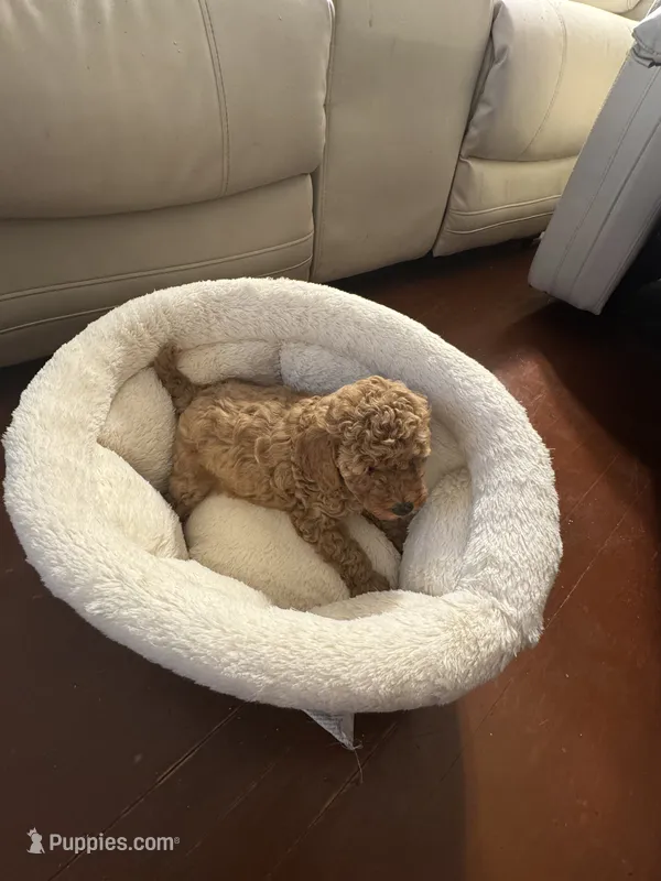 Milo – Poodle - Toy  puppy for sale in Reading, PA
