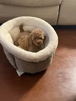 Milo, a male Poodle - Toy  for sale in Reading, PA – 9 of 10