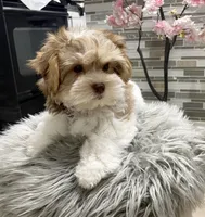 OLIVE, a female Morkie for sale in Lake Stevens, WA – 5 of 5