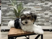 OBEE, a male Morkie for sale in Lake Stevens, WA – 5 of 6