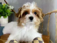 NEO, a male Morkie for sale in Lake Stevens, WA – 4 of 7