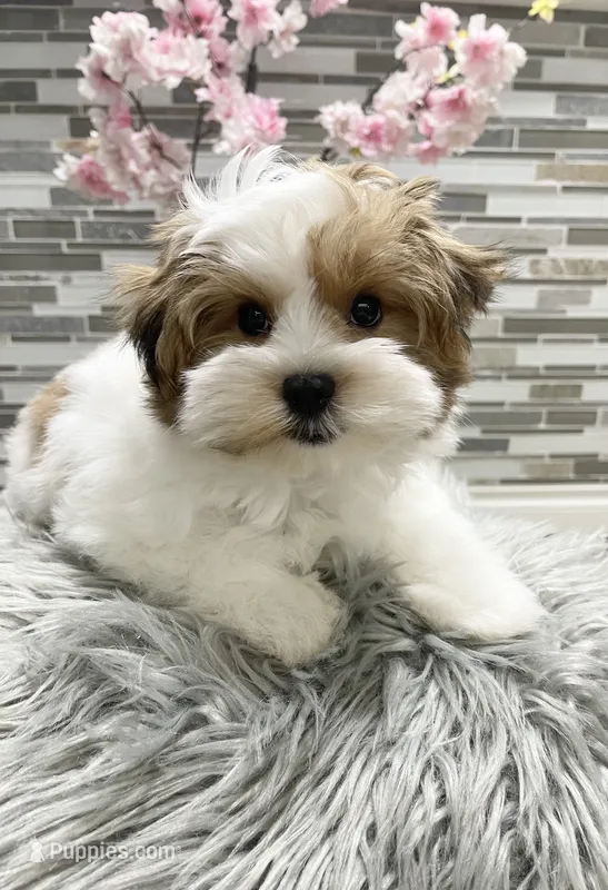 OCTAVIA – Morkie puppy for sale in Lake Stevens, WA