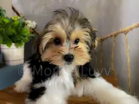NACHO, a male Morkie for sale in Lake Stevens, WA – 4 of 9