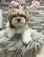 OLIVE, a female Morkie for sale in Lake Stevens, WA – 4 of 5