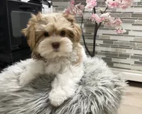 OLIVE, a female Morkie for sale in Lake Stevens, WA – 3 of 5
