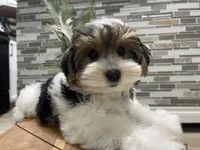 OBEE, a male Morkie for sale in Lake Stevens, WA – 6 of 6