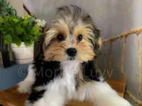 NACHO, a male Morkie for sale in Lake Stevens, WA – 5 of 9