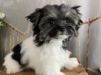 TINY NUGGET , a male Morkie for sale in Lake Stevens, WA – 3 of 6
