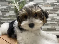 OBEE, a male Morkie for sale in Lake Stevens, WA – 3 of 6