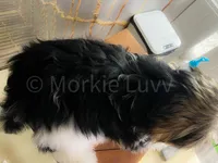 NACHO, a male Morkie for sale in Lake Stevens, WA – 6 of 9