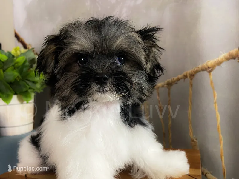 TINY NUGGET  – Morkie puppy for sale in Lake Stevens, WA