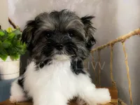 TINY NUGGET , a male Morkie for sale in Lake Stevens, WA – 1 of 6