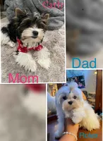 *RESERVED* OCTAVIA, a female Morkie for sale in Lake Stevens, WA – 6 of 6