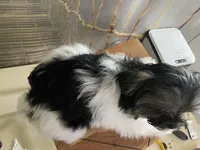 TINY NUGGET , a male Morkie for sale in Lake Stevens, WA – 4 of 6