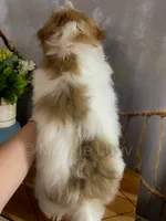 NEO, a male Morkie for sale in Lake Stevens, WA – 3 of 7