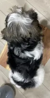 OBEE, a male Morkie for sale in Lake Stevens, WA – 2 of 6