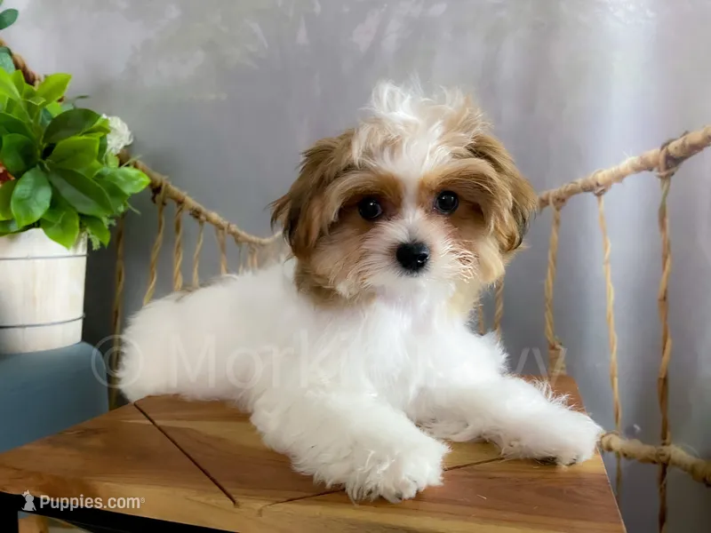 NEO – Morkie puppy for sale in Lake Stevens, WA