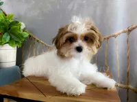 NEO, a male Morkie for sale in Lake Stevens, WA – 1 of 7