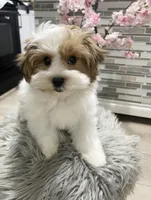 OCTAVIA, a female Morkie for sale in Lake Stevens, WA – 2 of 5