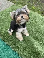 AKC Meeko, a male Biewer for sale in Lake Stevens, WA – Photo 1 of 5