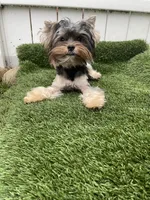 AKC Meeko, a male Biewer for sale in Lake Stevens, WA – Photo 2 of 5