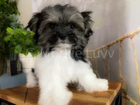 TINY NUGGET , a male Morkie for sale in Lake Stevens, WA – 2 of 6