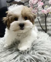 OCTAVIA, a female Morkie for sale in Lake Stevens, WA – 4 of 5