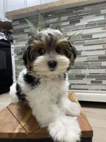 OBEE, a male Morkie for sale in Lake Stevens, WA – 4 of 6