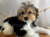 NACHO, a male Morkie for sale in Lake Stevens, WA – 7 of 9