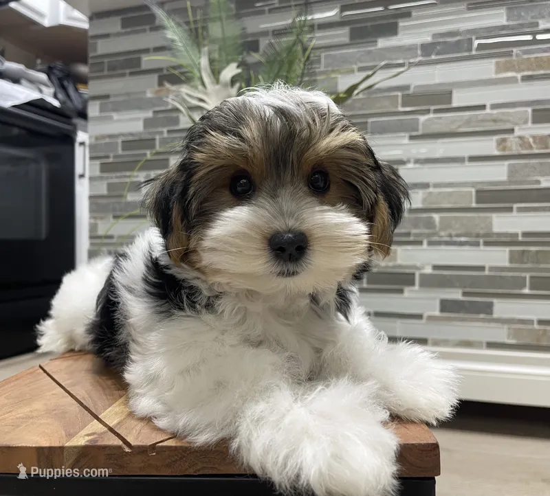 OBEE – Morkie puppy for sale in Lake Stevens, WA