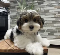OBEE, a male Morkie for sale in Lake Stevens, WA – 1 of 6