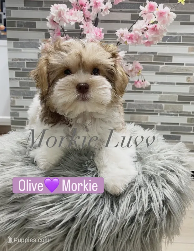 OLIVE – Morkie puppy for sale in Lake Stevens, WA