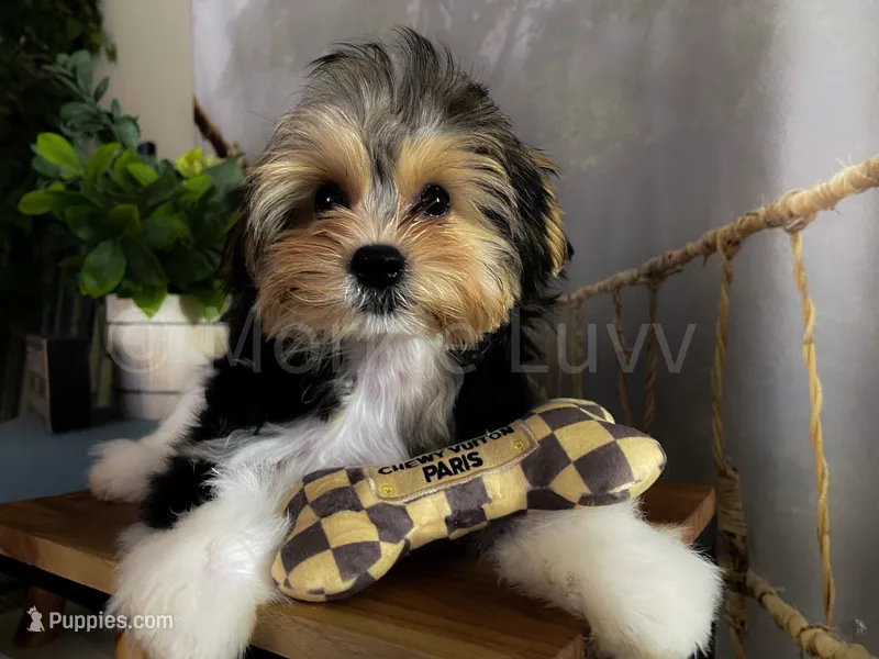 NACHO – Morkie puppy for sale in Lake Stevens, WA