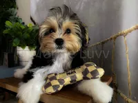 NACHO, a male Morkie for sale in Lake Stevens, WA – 1 of 9