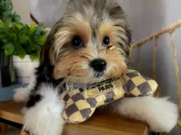 NACHO, a male Morkie for sale in Lake Stevens, WA – 3 of 9