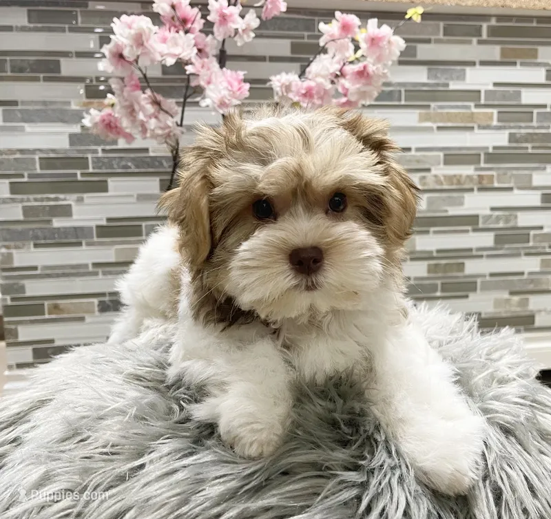 OLIVE – Morkie puppy for sale in Lake Stevens, WA