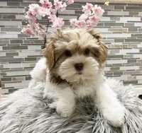 OLIVE, a female Morkie for sale in Lake Stevens, WA – 1 of 5