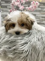 OCTAVIA, a female Morkie for sale in Lake Stevens, WA – 5 of 5