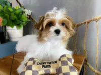 NEO, a male Morkie for sale in Lake Stevens, WA – 2 of 7