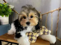 NACHO, a male Morkie for sale in Lake Stevens, WA – 2 of 9