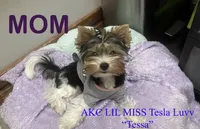 NACHO, a male Morkie for sale in Lake Stevens, WA – 9 of 9
