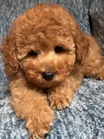 Chloe, a female Poodle - Toy  for sale in Mansfield, PA – 2 of 5