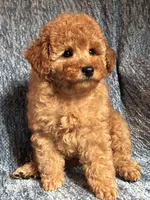 Chloe, a female Poodle - Toy  for sale in Mansfield, PA – 5 of 5