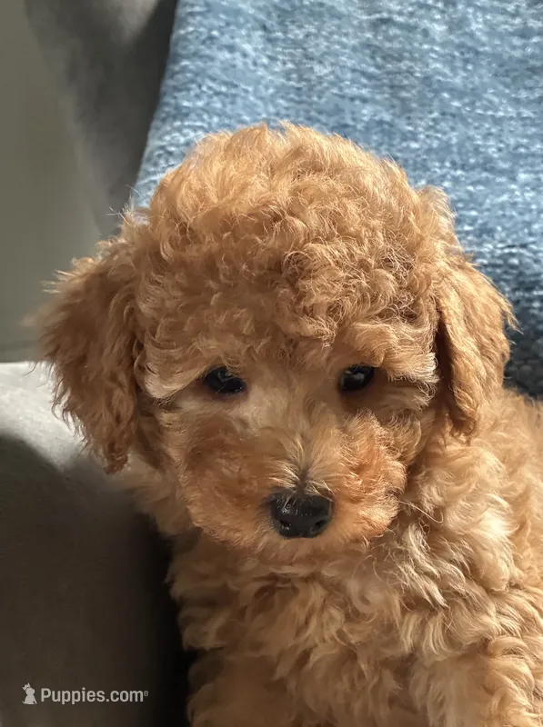 Chloe – Poodle - Toy  puppy for sale in Mansfield, PA