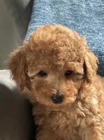 Chloe, a female Poodle - Toy  for sale in Mansfield, PA – 1 of 5