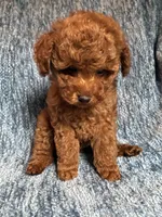Leo, a male Poodle - Toy  for sale in Mansfield, PA – 4 of 5