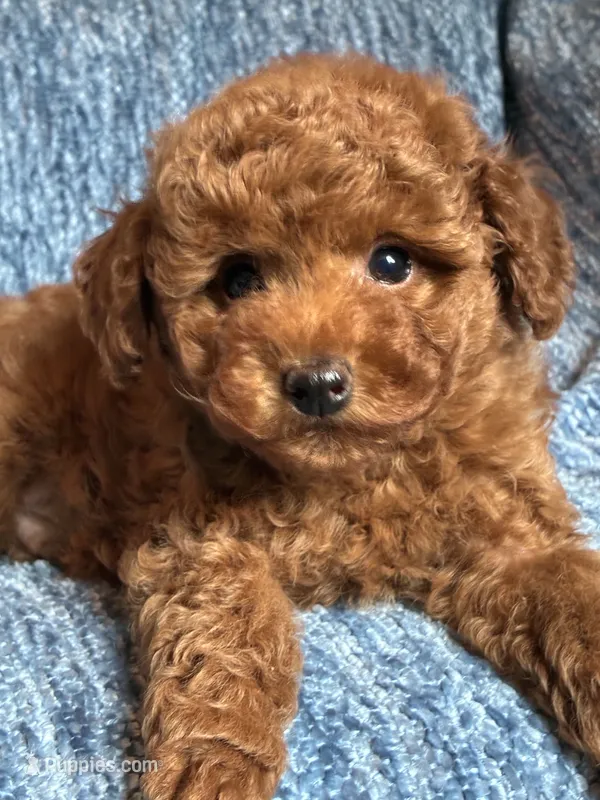 Leo – Poodle - Toy  puppy for sale in Mansfield, PA