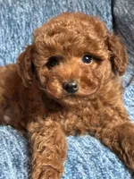 Leo, a male Poodle - Toy  for sale in Mansfield, PA – 1 of 5