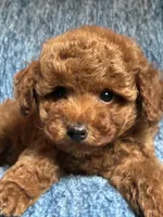 Leo, a male Poodle - Toy  for sale in Mansfield, PA – 2 of 5